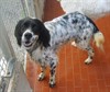Amico6