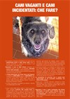 Cani incidentati: che fare?